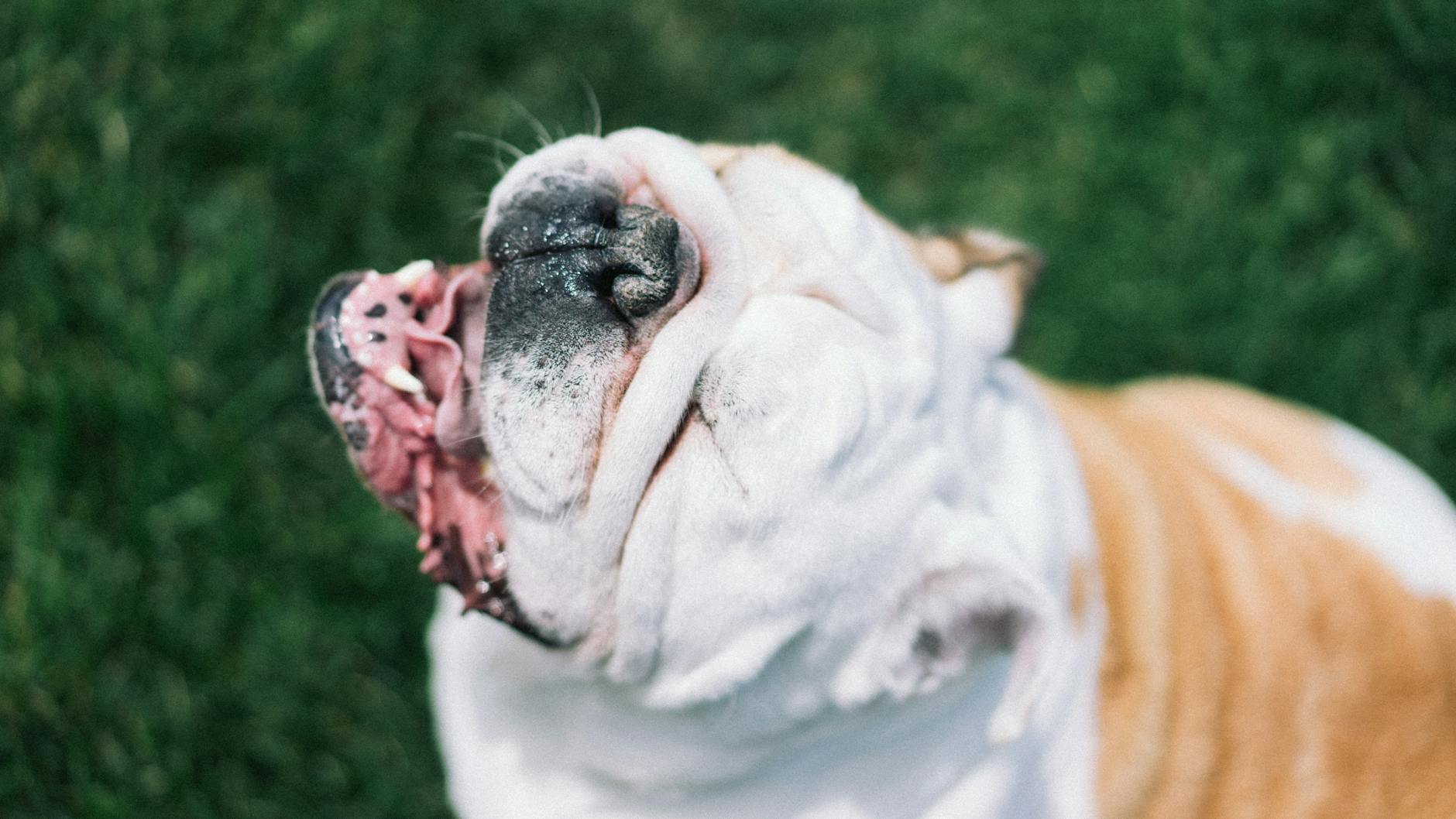 How Does a California Dog Bite Attorney Build Your Case?