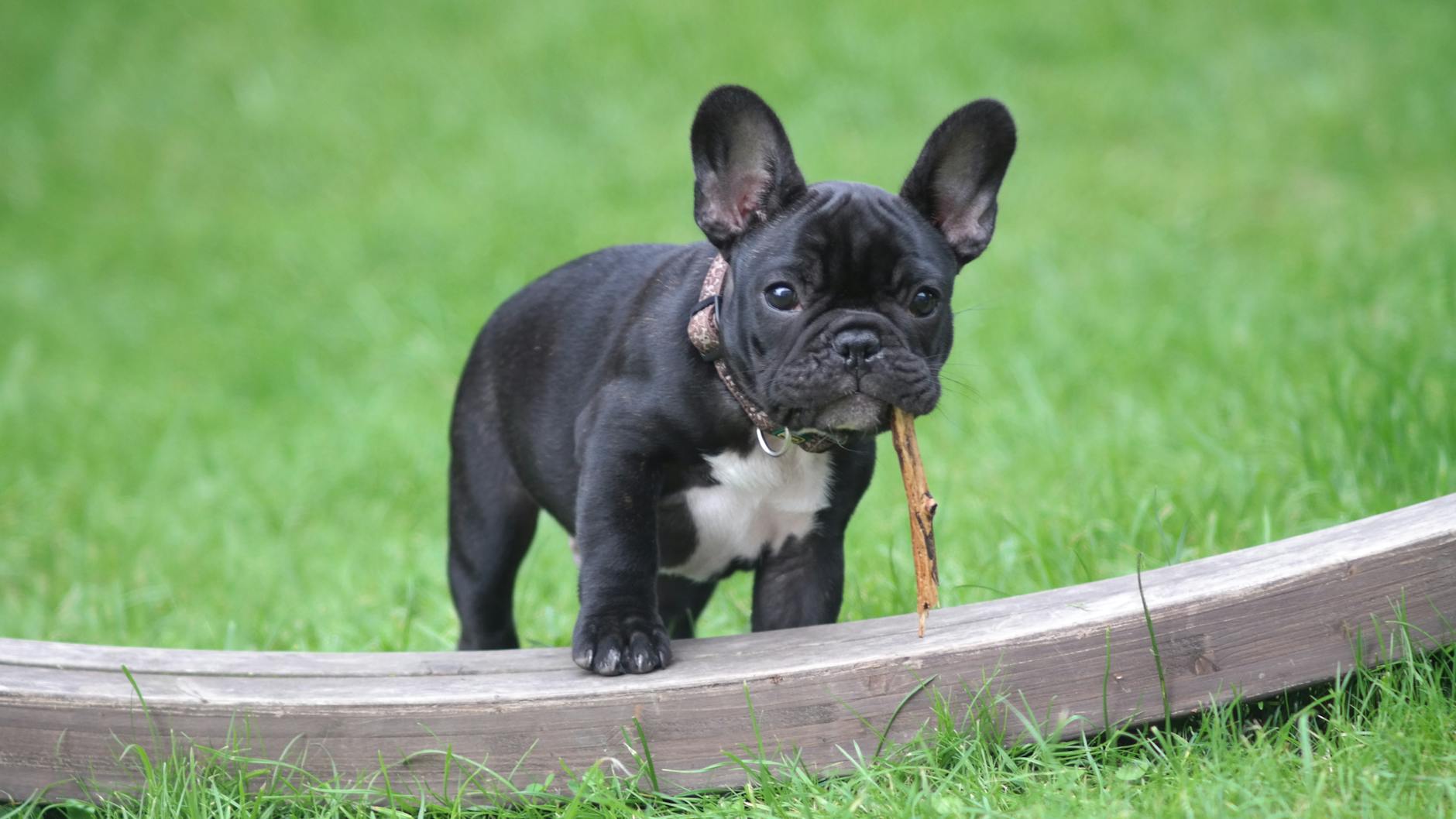 How Much Is A Dog Bite Case Worth In New York - Featured image