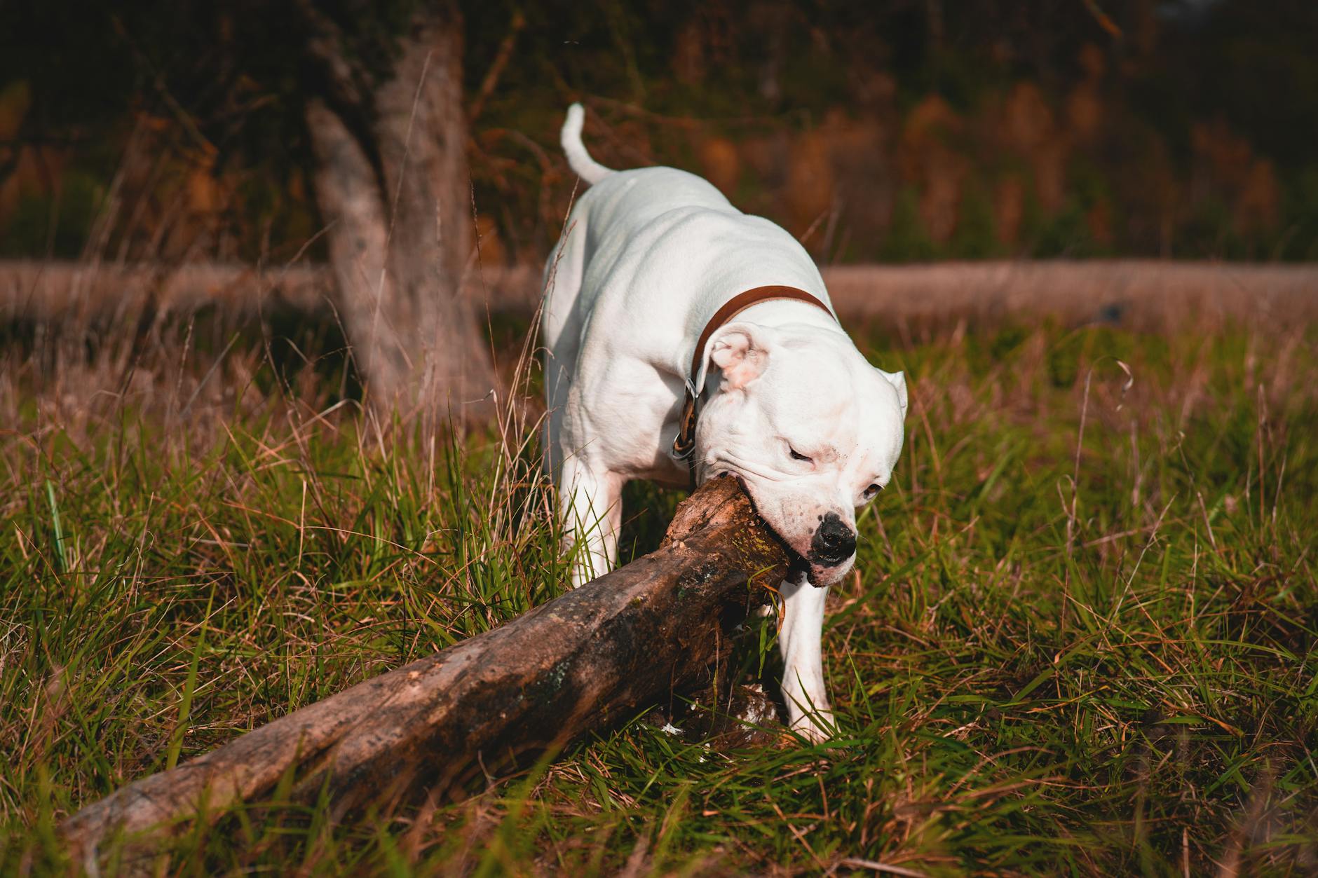 What Does A Dog Bite Lawyer Do In California - Featured image