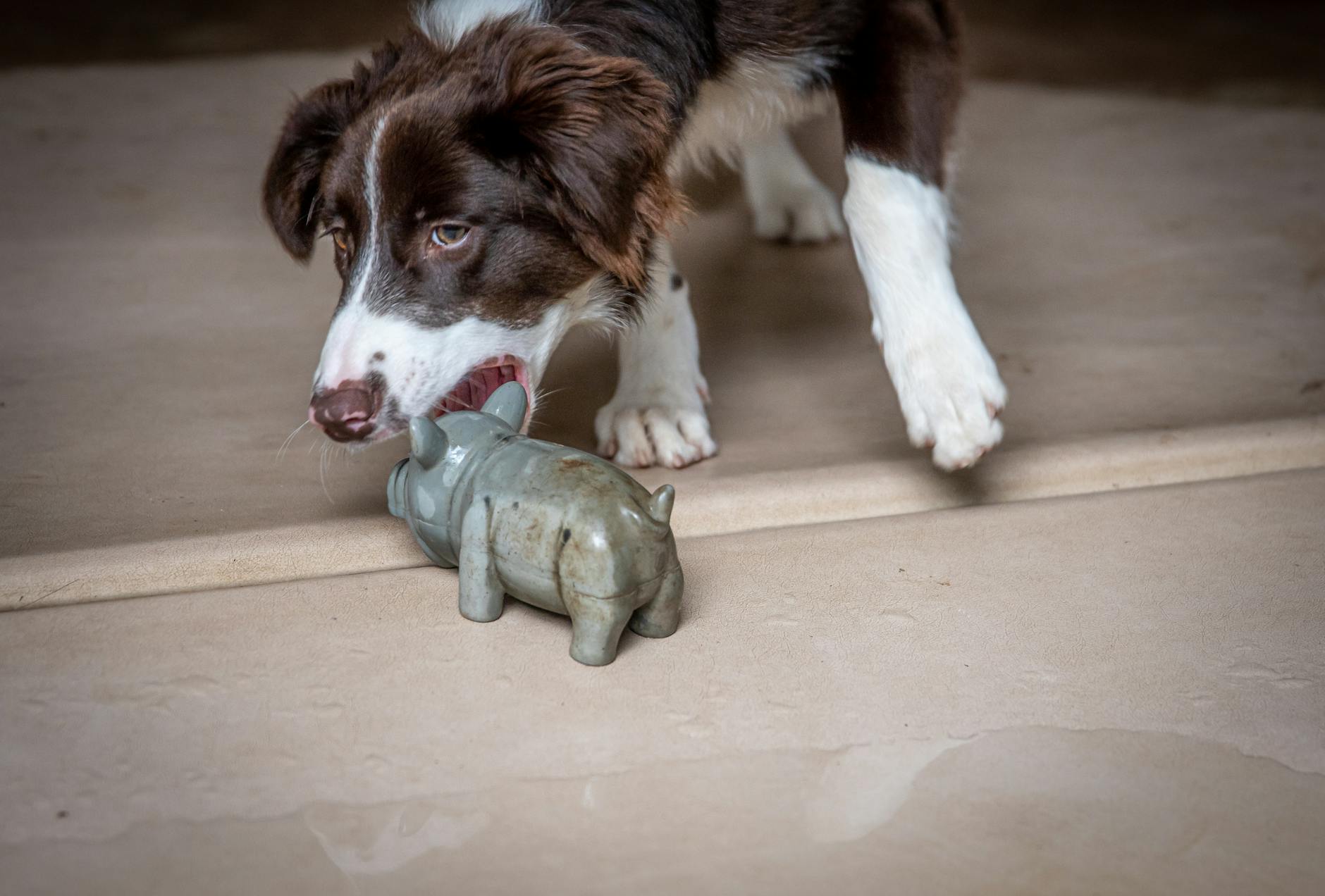 What Is Strict Liability For Dog Bites - Featured image