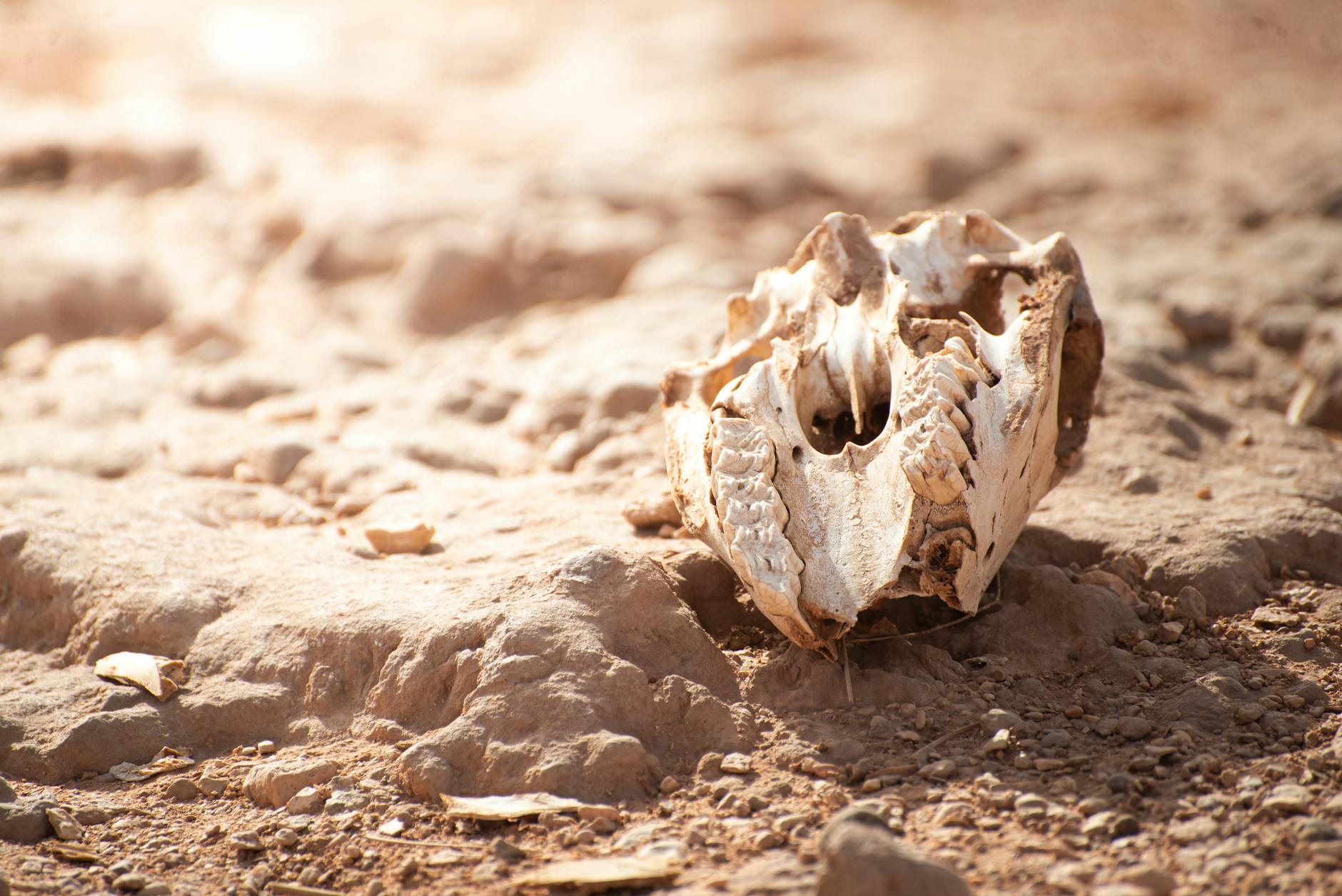 What Is The Difference Between Wrongful Death And Survival Actions - Featured image