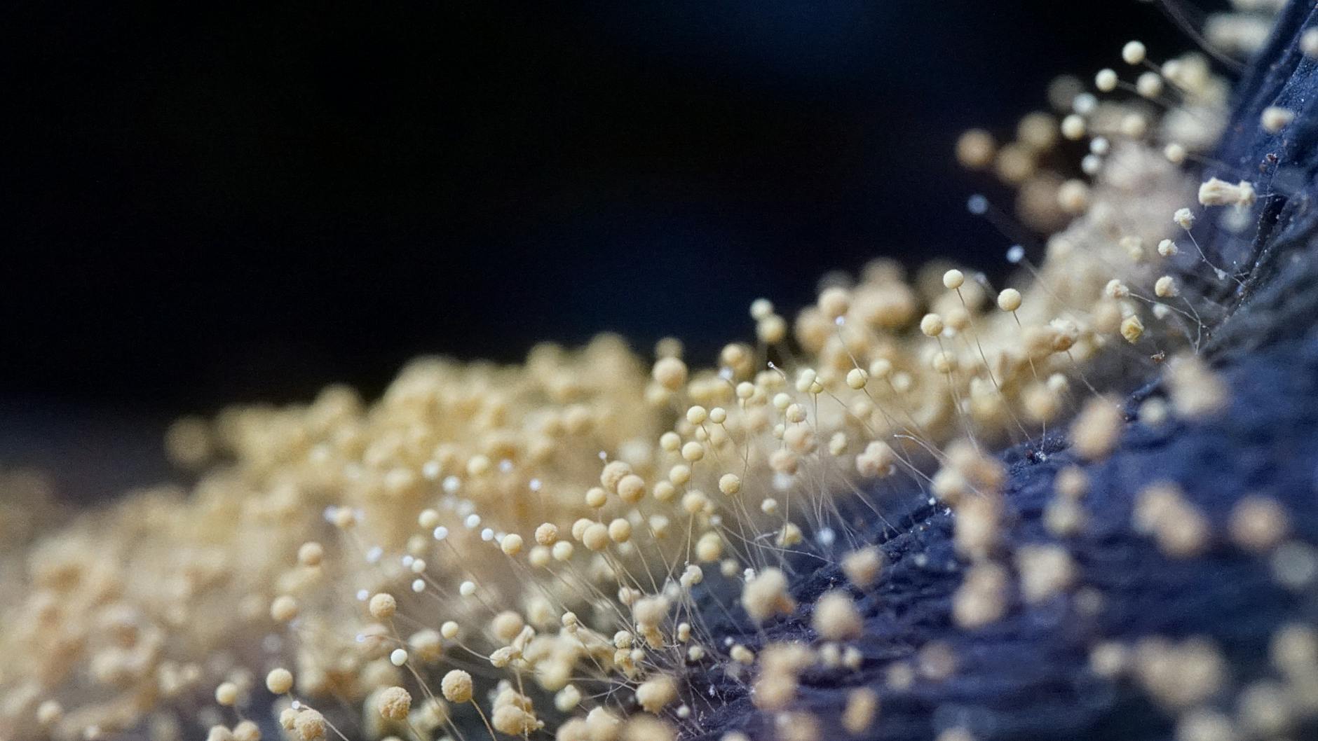Notable Mold Lawsuit Settlements and What They Reveal About Case Value