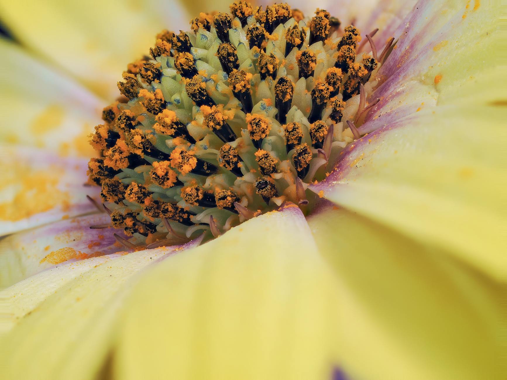 What Are the Core Elements of Surgical Informed Consent?