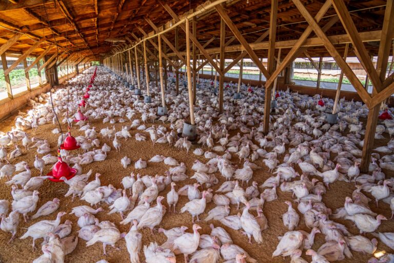 2026 Poultry Lawsuit Update: Trucking Company Claims and Recent Developments - Featured image