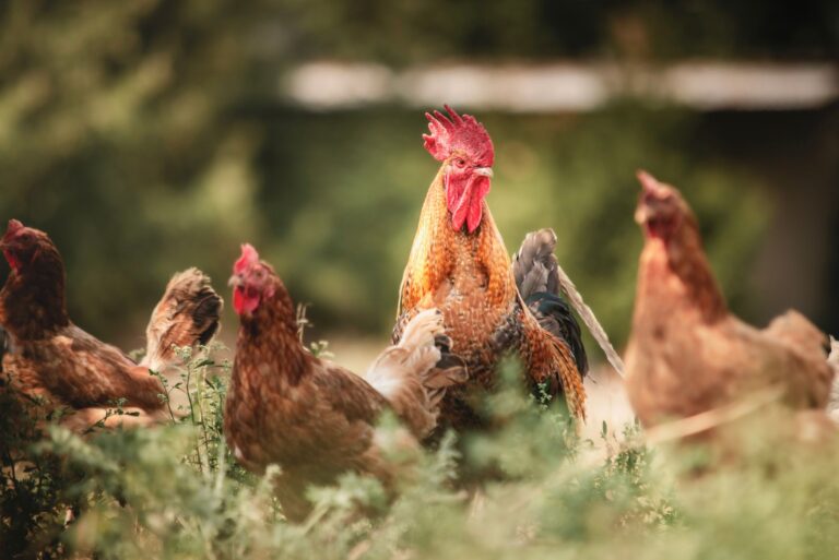 2026 Poultry Lawsuit Update: Trucking Company Claims and Recent Developments - Featured image